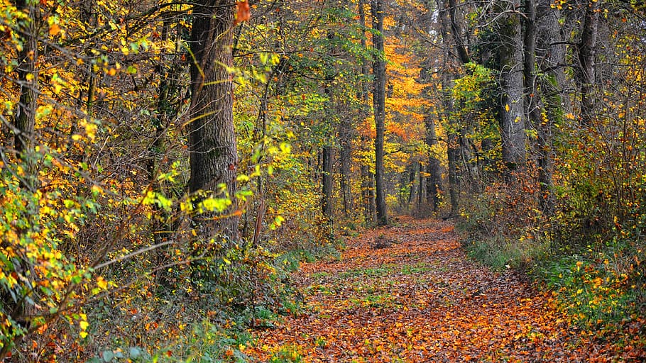 bosc, llum, fang, arbre, tardor, planta, terra, bellesa a la natura, tronc, tronc de l'arbre, part de la planta, full, naturalesa, escenics - natura, escena tranquil·la, tranquil·litat, escena no urbana, creixement, canvi, idíl·lic, paisatge, cap gent, el camí a seguir, col·lecció de tardor, a l'aire lliure, pi, bosc de pi, arbre de coníferes, 4K