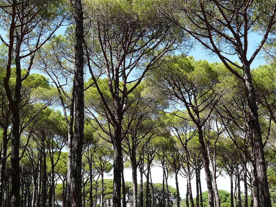 pi, bosc, arbres, ombra, vacances, sud, cel, guai, estiu, arbre, planta, creixement, tronc de l'arbre, tronc, tranquil·litat, cap gent, bellesa a la natura, branca, vista d’angle baix, naturalesa, dia, a l'aire lliure, escena tranquil·la, terra, escenics - natura, color verd, copa de l'arbre, treelined, 2K