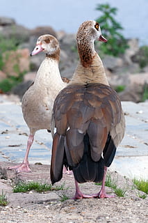 άγριος, nilgans, widgans, ποτάμι, πουλί, ομάδα ζώων, ζωικά θέματα, άγριας ζωής των ζώων, ζώα στη φύση, σπονδυλωτό, ζώο, εστίαση σε νέα στοιχεία, φύση, ημέρα, δύο ζώα, χωρίς κόσμο, βρύση, γκρο πλαν, γη, πάπια, σε εξωτερικό χώρο, παραλία, ηλιακό φως, πουλερικά, οικογένεια ζώων, 2K, CC0, δημόσιος τομέαςα, χωρίς δικαιώματαe