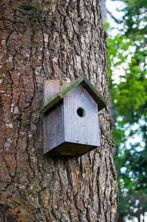 fugl kasse, træ, boks, træstamme, bagagerum, birdhouse, plante, hul, fokus på forgrunden, ingen mennesker, træ - materiale, natur, dag, tekstureret, tæt på, udendørs, lav vinkel visning, ru, dyre temaer, Skov, Brun, dyre rede, 5K, CC0, offentligt domæne, royaltyfrie