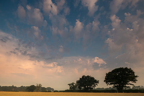 cer, dramatic, nori, furtună, vreme, apus de soare, atmosfera, peisaj, amurg, natură, cumulus, grâu, camp, porumb, stejar, copac, gard viu, meteorologie, Anglia, Essex, Marea Britanie, Regatul Unit, albastru, aur, alb, nor - cer, liniște, frumusețe în natură, scenice - natura, o scenă liniștită, plantă, nici o persoana, mediu inconjurator, scenă non-urbană, teren, idilic, în aer liber, culoare portocalie, 4K, CC0, domeniu public, fără drepturi de autor