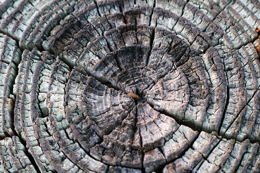 Hintergrundmuster, Textur, Muster, Holz, Oberfläche, hölzern, Baum, alt, Rau, Schnitt, Kofferraum, trocken, protokolliert, Hartholz, Nahansicht, Vollbild, texturiert, Hintergründe, Borke, Natur, keine Leute, natürliches Muster, Tag, Pflanze, Baumring, Baumstumpf, Baumstamm, draußen, geknackt, Holz - Material, konzentrisch, 5K