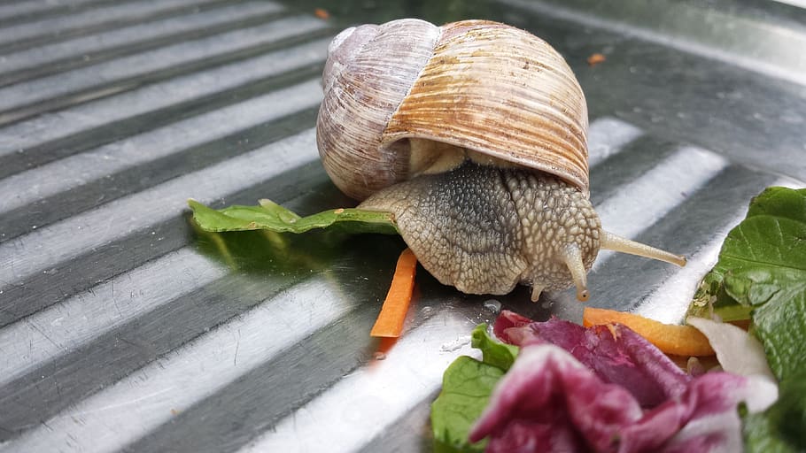cargol, casa, shell, animal, fauna animal, temes d'animals, un animal, primer pla, animals a la natura, cap gent, gasteròpode, invertebrat, naturalesa, mol·lusc, part de la planta, full, closca d’animals, flor, planta, a l'aire lliure, planta amb flors, 4K