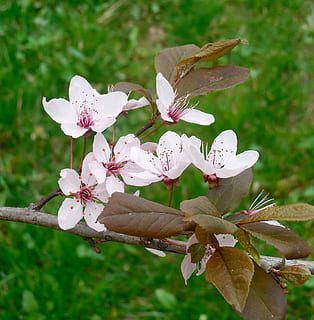 árvore florida, Primavera, planta com flores, plantar, fragilidade, vulnerabilidade, beleza na natureza, frescura, pétala, crescimento, fechar-se, inflorescência, árvore, cabeça de flor, natureza, ramo, dia, Flor, focar em primeiro plano, ninguém, pólen, ao ar livre, Flor de cerejeira, Árvore de cereja, 2K, CC0, domínio público, royalty free