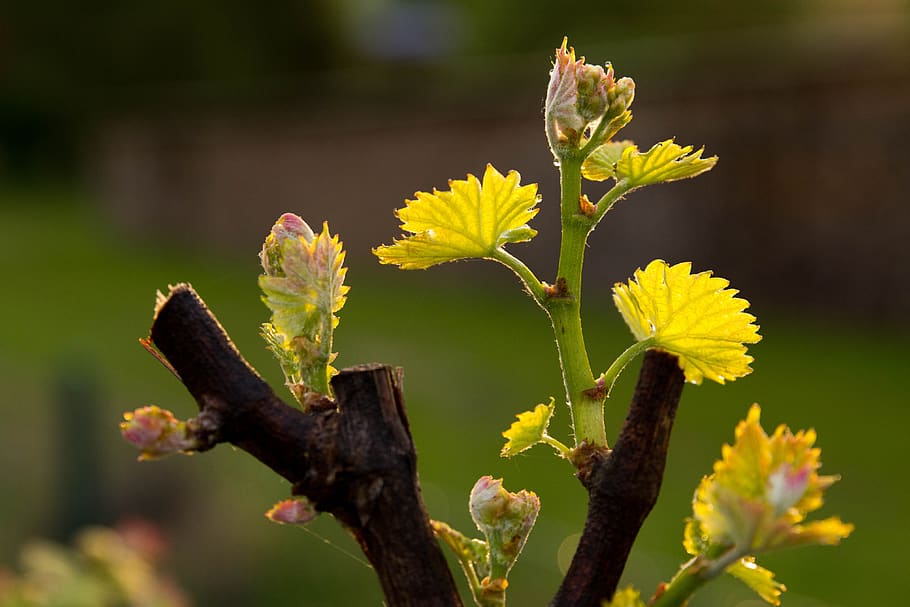 raïm, retroiluminació, tarda, foliació, primavera, flor, planta amb flors, planta, vulnerabilitat, fragilitat, creixement, bellesa a la natura, primer pla, naturalesa, centrar-se en primer pla, frescor, pètal, dia, groc, inflorescència, cap de flor, cap gent, brot, llum solar, inicis, a l'aire lliure, 4K