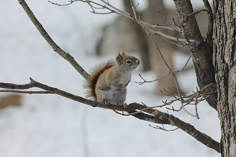 winter, squirrel, tree, wild, animal wildlife, branch, animal, animal themes, one animal, animals in the wild, rodent, vertebrate, mammal, plant, focus on foreground, nature, no people, bare tree, day, outdoors, tree trunk, trunk, 4K, CC0, public domain, royalty free