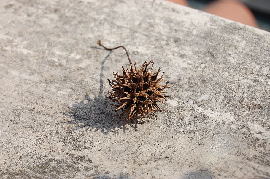 liquidambar, liquidambar styraciflua, naturalesa, terra, primer pla, dia, cap gent, a l'aire lliure, espigada, centrar-se en primer pla, vista d’angle alt, sòlid, temes d'animals, animal, sorra, enfocament selectiu, llum solar, camp, fauna animal, textura, planta, eriçó de mar, marí, picant, 2K