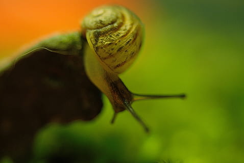 Schnecke, Schale, Kreatur, Schnecken, langsam, Nahansicht, Tierwelt, Tier, wirbellos, ein Tier, keine Leute, Tierthemen, Tiere in freier Wildbahn, Gastropode, Tierkörperteil, grüne Farbe, Weichtier, selektiver Fokus, Natur, extreme Nahaufnahme, Makro, Tierantenne, draußen, Tag, 4K, CC0, gemeinfrei, lizenzfrei