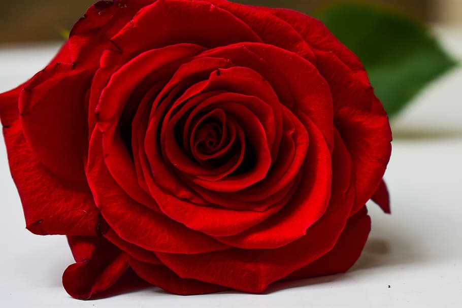 rosa, approccio, fiore, pianta fiorita, rosso, bellezza nella natura, pianta, vulnerabilità, fragilità, petalo, freschezza, avvicinamento, infiorescenza, testa di fiore, natura, amore, romanza, concentrarsi sulle conoscenze acquisite, San Valentino - vacanze, mazzo, composizione floreale, 5K
