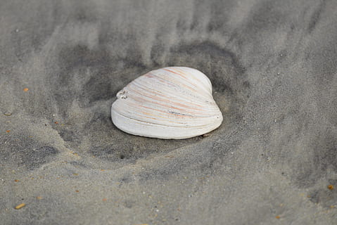 seashell, sea shell, sand, beach, shell, natural, seashore, land, animal shell, animal wildlife, animal, animal themes, close-up, no people, animals in the wild, invertebrate, nature, one animal, mollusk, day, spiral, outdoors, snail, marine, 5K, CC0, public domain, royalty free