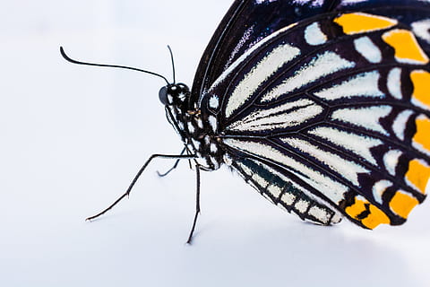 papillon, insecte, animal, invertébré, thèmes animaux, la faune des animaux, aile des animaux, fermer, prise de vue en studio, un animal, animaux à l'état sauvage, partie du corps de l'animal, papillon - insecte, personne, motif naturel, marques d'animaux, fond blanc, antenne animale, la nature, zoologie, jaune, patte d'animal, 5K, CC0, domaine public, libre de droits