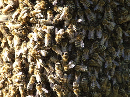 insecte, albine, roi, cadru complet, insectă, nevertebrat, apicultură, a închide, animal, grup mare de animale, fundaluri, animale în sălbăticie, animale sălbatice, grup de animale, natură, albină, animale tematice, frumusețe în natură, stup de albine, nici o persoana, fagure de miere, zi, albina, în aer liber, 2K, CC0, domeniu public, fără drepturi de autor