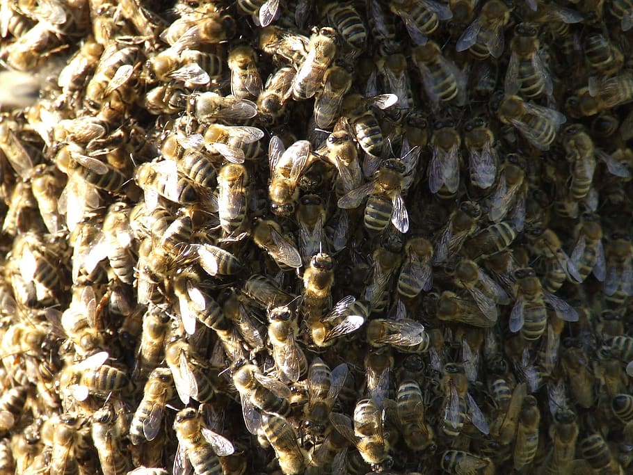 insecte, albine, roi, cadru complet, insectă, nevertebrat, apicultură, a închide, animal, grup mare de animale, fundaluri, animale în sălbăticie, animale sălbatice, grup de animale, natură, albină, animale tematice, frumusețe în natură, stup de albine, nici o persoana, fagure de miere, zi, albina, în aer liber, 2K
