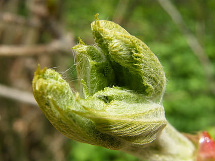 primavera, arbre, obert, full, brot, primer pla, color verd, centrar-se en primer pla, planta, naturalesa, menjar, creixement, cap gent, dia, inicis, menjar i beguda, vegetals, bellesa a la natura, frescor, a l'aire lliure, alimentació saludable, agricultura, part de la planta, nova vida, 2K, CC0, domini públic, lliure de regalies