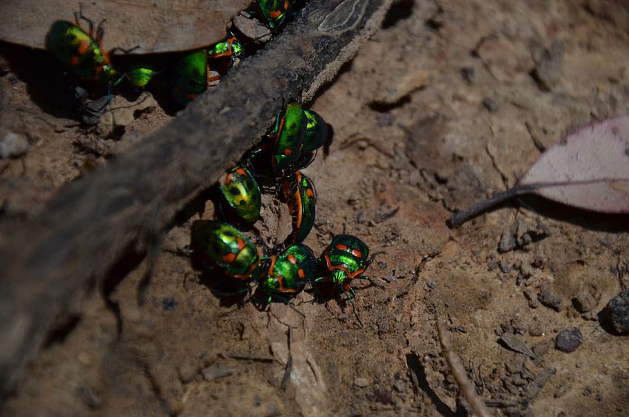 beatles, sòl, errors, naturalesa, vista d’angle alt, cap gent, part de la planta, full, temes d'animals, fauna animal, dia, animals a la natura, animal, primer pla, planta, insecte, invertebrat, enfocament selectiu, a l'aire lliure, camp, terra, un animal, fulles, papallona - insecte, 4K
