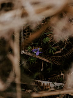 groen gras, fabriek, bloem, bloesem, acanthaceae, blad, zoogdier, kat, huisdier, dier, fotografie, foto, geranium, meubilair, boom, spinachtige, spin, kruisspin, ongewerveld, insect, rook, selectieve aandacht, bloeiende plant, groei, breekbaarheid, kwetsbaarheid, detailopname, schoonheid in de natuur, versheid, natuur, dag, geen mensen, buitenshuis, hoge hoekmening, Purper, bloemhoofd, land-, veld-, bloeiwijze, 8K, CC0, publiek domein, royaltyvrij