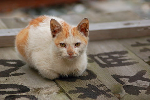kat, kittens, huiselijk, zoogdier, dierlijke thema's, huisdieren, dier, één dier, huiskat, katachtig, gewerveld, geen mensen, portret, kijkend naar de camera, bevloering, focus op de voorgrond, ontspanning, detailopname, jong dier, zittend, snorhaar, dierlijk oog, 2K, CC0, publiek domein, royaltyvrij