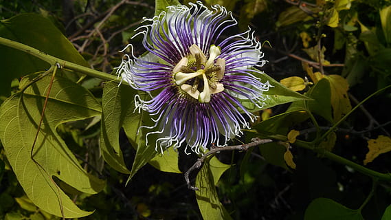 Blume, lila, Natur, blühende Pflanze, Pflanze, Frische, Zerbrechlichkeit, Schönheit in der Natur, Verletzlichkeit, Wachstum, Blütenblatt, Passionsblume, Nahansicht, Blütenkopf, Blütenstand, Blatt, Pflanzenteil, Pollen, keine Leute, 2K, CC0, gemeinfrei, lizenzfrei