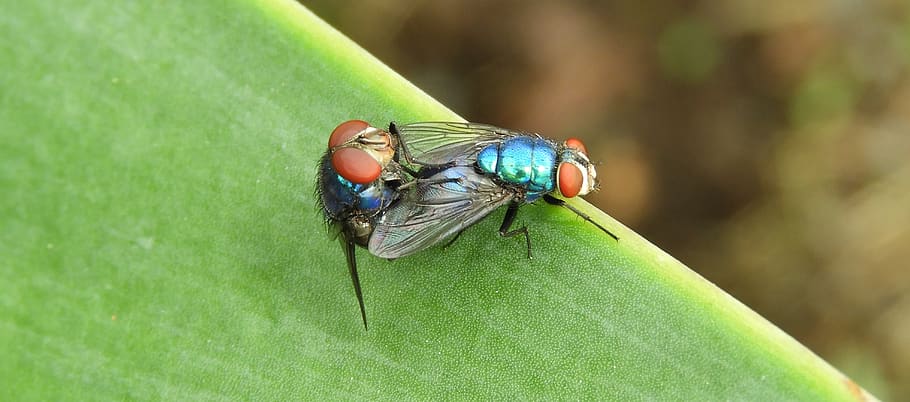 macro, insectes, mosques, fauna animal, insecte, temes d'animals, animal, invertebrat, animals a la natura, un animal, color verd, ala dels animals, primer pla, volar, dia, part de la planta, full, centrar-se en primer pla, mosca domèstica, planta, naturalesa, cap gent, a l'aire lliure, ull d’animals, 5K