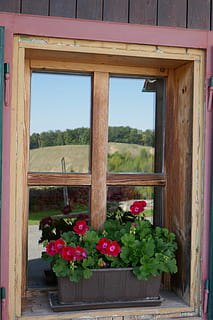 window, mirroring, plant, flower, flowering plant, nature, day, no people, freshness, beauty in nature, architecture, red, vulnerability, fragility, potted plant, growth, outdoors, sky, glass - material, built structure, transparent, window box, flower pot, flower head, 5K, CC0, public domain, royalty free