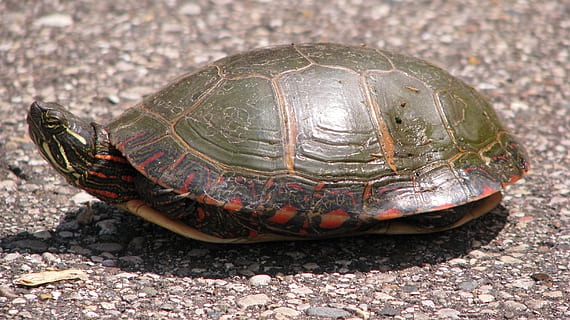 painted turtle, turtle, shell, reptile, vertebrate, tortoise, animal, animal themes, animal wildlife, animals in the wild, one animal, animal shell, nature, close-up, no people, day, tortoise shell, focus on foreground, outdoors, sunlight, land, 2K, CC0, public domain, royalty free
