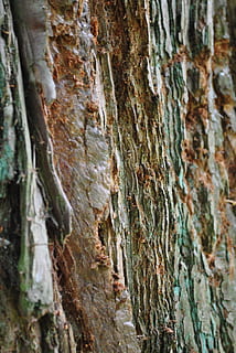 naturaleza, árbol, ladrar, el maletero, tronco de arbol, de cerca, texturizado, planta, fotograma completo, áspero, antecedentes, nadie, planta de corteza, patrón natural, día, modelo, al aire libre, crecimiento, centrarse en primer plano, escala, belleza en la naturaleza, efecto texturizado, liquen, 4K, CC0, dominio público, libre de derechos