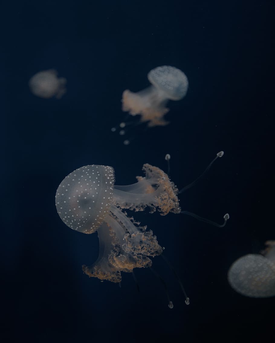 meduses blanques, la vida marina, animal, meduses, invertebrat, petxina de mar, cloïssa, aquàtics, aigua, anemone de mar, peix, manta ray, esponja animal, pop, busseig, snorkel, esport, esports, bussejador, compàs de compàs, serp, animals a la natura, mar, fauna animal, temes d'animals, sota l'aigua, marí, nedar, cap gent, naturalesa, grup d’animals, primer pla, submarí, bellesa a la natura, aquari, fons negre, flotant a l'aigua, 2K