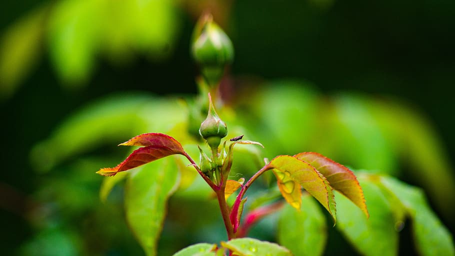 crabapple, brot, primavera, planta, creixement, primer pla, bellesa a la natura, fragilitat, planta amb flors, flor, vulnerabilitat, frescor, color verd, vermell, naturalesa, centrar-se en primer pla, cap gent, inicis, dia, part de la planta, full, enfocament selectiu, a l'aire lliure, cap de flor, 5K