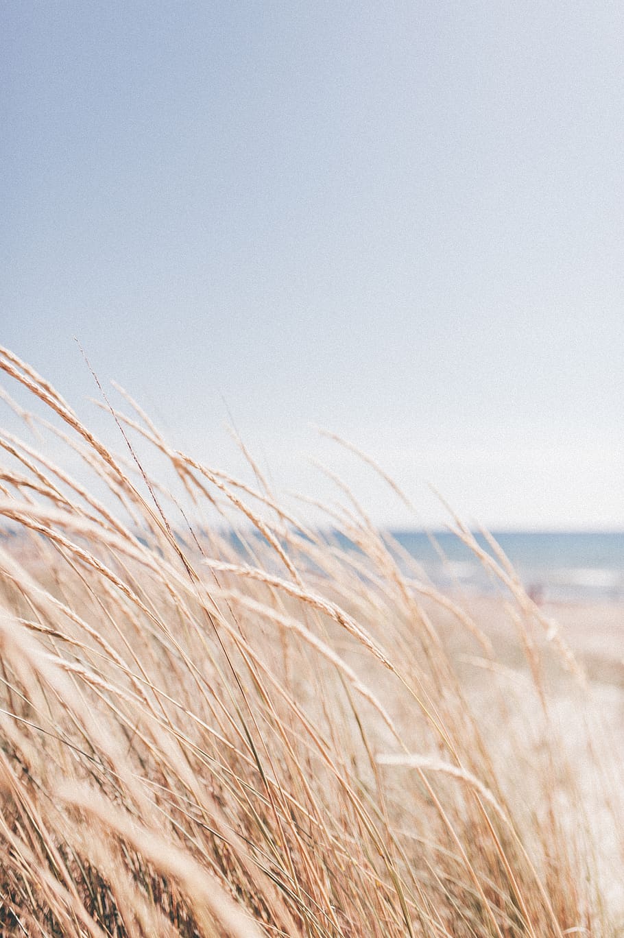 hvedekorn, plante, græs, mad, grøntsag, fremstille, korn, dyr, fugl, sommer, hav, Grækenland, strand, chill, nikon, tapet, frø, vegetation, Mark, græsplæne, reed, himmel, ro, vækst, skønhed i naturen, jord, landskab, natur, dag, rolig scene, afgrøde, miljø, landbrug, ingen mennesker, scenics - natur, kopiere plads, landlige scene, skyfri himmel, tæt på, udendørs, vind, stilk, marram græs, 4K