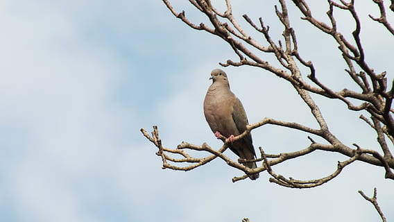 zdrowaśka, drzewo, ptak, niebo, zwierzęca przyroda, tematy zwierzęce, zwierzęta na wolności, zwierzę, kręgowiec, perching, niski kąt widzenia, jedno zwierzę, Oddział, roślina, Natura, dzień, żadnych ludzi, żałobna gołębica, na dworze, piękno natury, gołąb - ptak, 2K, CC0, domena publiczna, darmowe zdjęcia