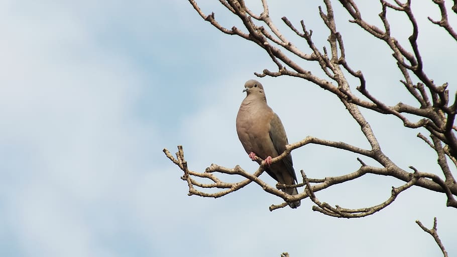 zdrowaśka, drzewo, ptak, niebo, zwierzęca przyroda, tematy zwierzęce, zwierzęta na wolności, zwierzę, kręgowiec, perching, niski kąt widzenia, jedno zwierzę, Oddział, roślina, Natura, dzień, żadnych ludzi, żałobna gołębica, na dworze, piękno natury, gołąb - ptak, 2K