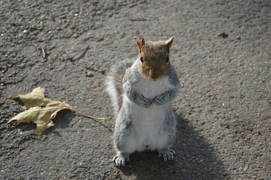esquirol, gris, Hyde Park, parc, sciurus, sciurus carolinensis, mamífer, un animal, vertebrats, nacional, cap gent, mascotes, gat domèstic, animals domèstics, gat, rosegador, dia, mirant, longitud completa, felí, naturalesa, fauna animal, animals a la natura, bigotis, 1080P