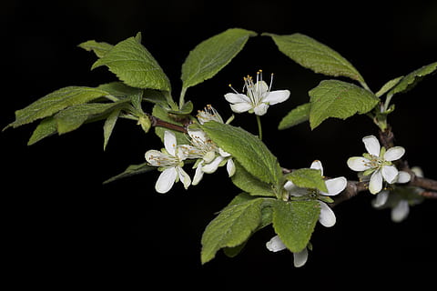 floare, a inflori, copac, măr, primăvară, pomi fructiferi, floare albă, alb, Fundal negru, înflorit, apple-floare, înflorit măr, vernal, un copac înfloritor, macro, frunziş, natură, ramură, frunze, parte a plantelor, planta cu flori, plantă, prospeţime, studio shot, frumusețe în natură, creştere, a închide, Culoarea verde, nici o persoana, fragilitate, noapte, vulnerabilitate, petală, cap de floare, inflorescenţă, în aer liber, 5K, CC0, domeniu public, fără drepturi de autor