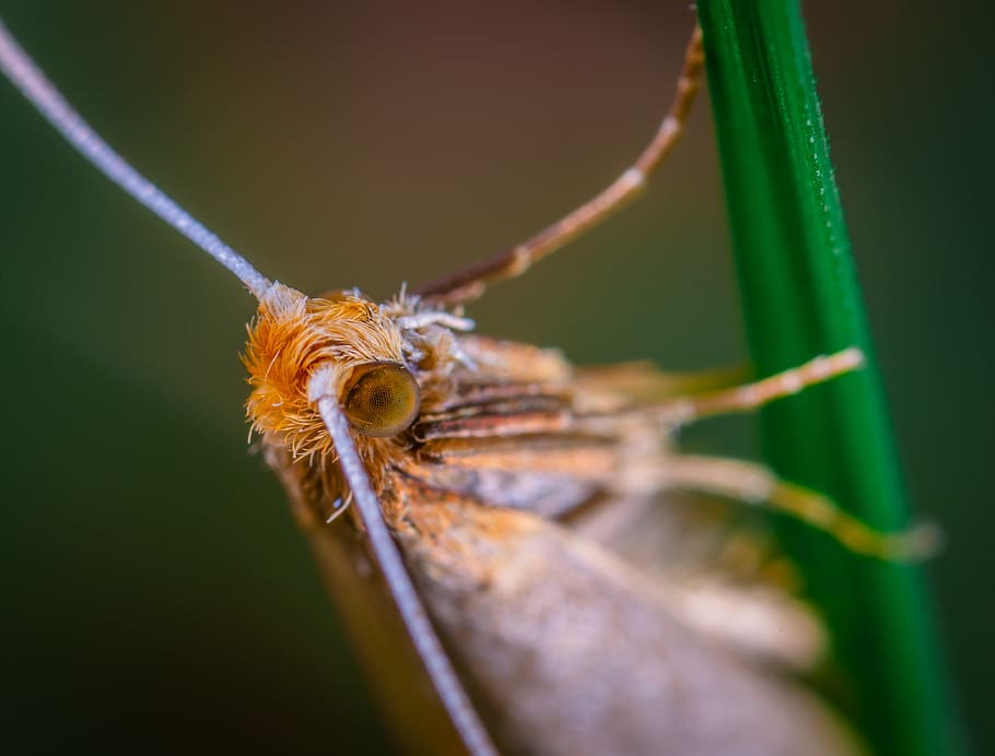 macro, insecte, mol, lepidòpters, invertebrat, animal, temes d'animals, primer pla, fauna animal, animals a la natura, un animal, enfocament selectiu, cap gent, part del cos dels animals, color verd, naturalesa, planta, dia, Llagosta, antena animal, ull d’animals, centrar-se en primer pla, fulla d'herba, 4K