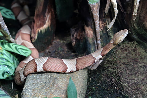 python, serp, animal, escala, part del cos humà, dia, centrar-se en primer pla, primer pla, planta, arbre, terra, una persona, tronc de l'arbre, naturalesa, a l'aire lliure, tronc, bosc, material de fusta, mà humana, mà, fauna animal, part del cos, temes d'animals, extremitat humana, verinós, 2K, CC0, domini públic, lliure de regalies