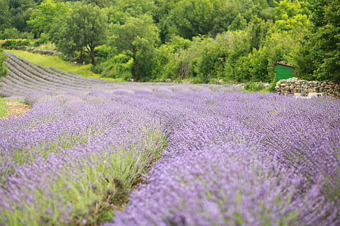 lavendel, Enger, fiolett, anlegg, blomst, skjønnhet i naturen, blomstrende plante, vekst, lilla, tre, land, naturskjønnhet - natur, natur, landskap, ro, felt, ingen folk, landlige scene, rolig scene, dag, jordbruk, miljø, utendørs, blomsterseng, våren, 5K, CC0, offentlig domene, opphavsrett gratis