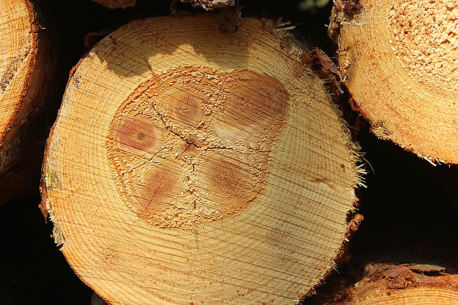 albero, sezione trasversale, taglio, il giro, struttura, modello, natura, la struttura del, fattura, strofinare, superficie, legna, ceppo, legname, la deforestazione, avvicinamento, legno - materiale, strutturato, tronco d'albero, tronco, foresta, nessuno, giorno, pianta, industria del legname, legna da ardere, abbaiare, anello degli alberi, 5K