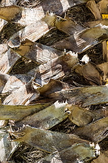palm, schors, stam, palmboom root, structuur, sectie, natuur, vlecht, solide, geen mensen, rots, volledig kader, dag, rock - object, hoge hoekmening, achtergronden, buitenshuis, dier, detailopname, schoonheid in de natuur, fabriek, dierlijke thema's, water, hout - materiaal, patroon, kalmte, getextureerde, 5K, CC0, publiek domein, royaltyvrij