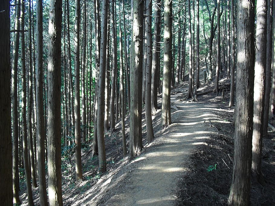 Skov, bjergsti, Solstraaler, træ, plante, jord, bagagerum, træstamme, ro, rolig scene, vækst, skønhed i naturen, natur, ikke-urbane scene, ingen mennesker, dag, scenics - natur, fjern, sollys, retning, landskab, udendørs, bambus - plante, sti, 1080P