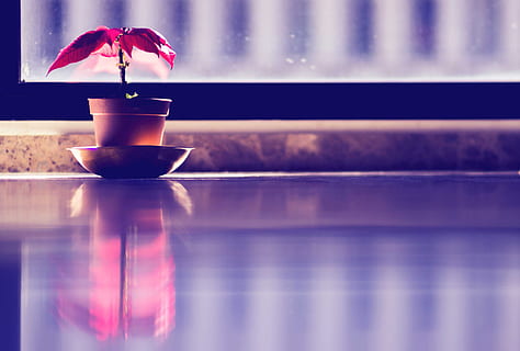 intérieur, plante, rouge, réflexion, réflexe, la fenêtre, Nourriture et boisson, boisson, tasse, à l'intérieur, café - boisson, tasse à café, café, agresser, personne, rafraîchissement, boisson chaude, la nature, table, fraîcheur, fermer, illuminé, mise au point sélective, chaleur - température, vase, tasse à thé, vaisselle, lampe électrique, nettoyer, 4K, CC0, domaine public, libre de droits