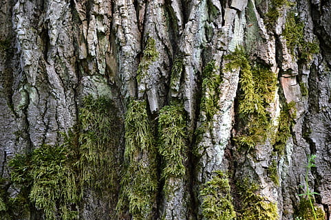 Log, Borke, Moos, Struktur, Baum, Pflanze, Baumstamm, Kofferraum, Wachstum, Land, Natur, Wald, Schönheit in der Natur, keine Leute, Ruhe, Tag, grüne Farbe, texturiert, draußen, Vollbild, Hintergründe, Flachwinkelansicht, Rau, Flechte, 5K, CC0, gemeinfrei, lizenzfrei