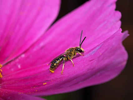 bunga, serangga, tawon, bug, invertebrata, satu binatang, satwa liar hewan, binatang di alam liar, hewan, tema binatang, merapatkan, warna merah jambu, daun bunga, tanaman berbunga, kerentanan, keindahan di alam, kerapuhan, kesegaran, kepala bunga, menanam, hal berkembang, tidak ada orang, serbuk sari, di luar rumah, penyerbukan, 2K, CC0, domain publik, bebas royalti