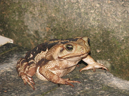 tudse, frø, have, dyre temaer, dyr, et dyr, dyreliv, dyr i naturen, hvirveldyr, krybdyr, padde, ingen mennesker, tæt på, natur, fokus på forgrunden, dag, klippe, udendørs, rock-objekt, dyr kropsdel, høj vinkel visning, solid, dyr hoved, 2K, CC0, offentligt domæne, royaltyfrie