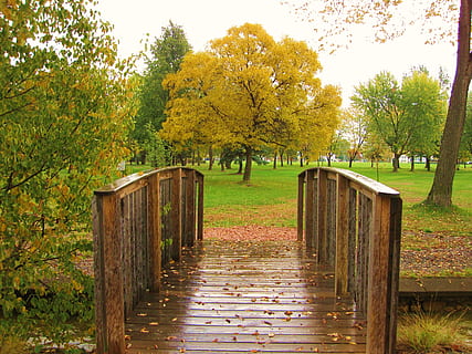 park, autumn, tree, bridge, fall, path, plant, wood - material, change, tranquility, nature, tranquil scene, beauty in nature, direction, no people, growth, footpath, day, the way forward, land, scenics - nature, outdoors, park - man made space, autumn collection, 2K, CC0, public domain, royalty free