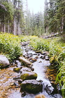 riu, envoltat, arbres, aigua, naturalesa, a l'aire lliure, corrent, rierol, sala, colorado, Estats Units, zona d'esbarjo del llac amb cervesa, planta, arbre, Camí, terra, ruta, vegetació, pissarra, flor, sòl, tronc de l'arbre, abies, bosc, rock, sòlid, tranquil·litat, creixement, bellesa a la natura, descàrrega, dia, cap gent, rierol: aigua que flueix, rock - object, color verd, escenics - natura, que flueix, aigua que flueix, poc profund, 5K, CC0, domini públic, lliure de regalies