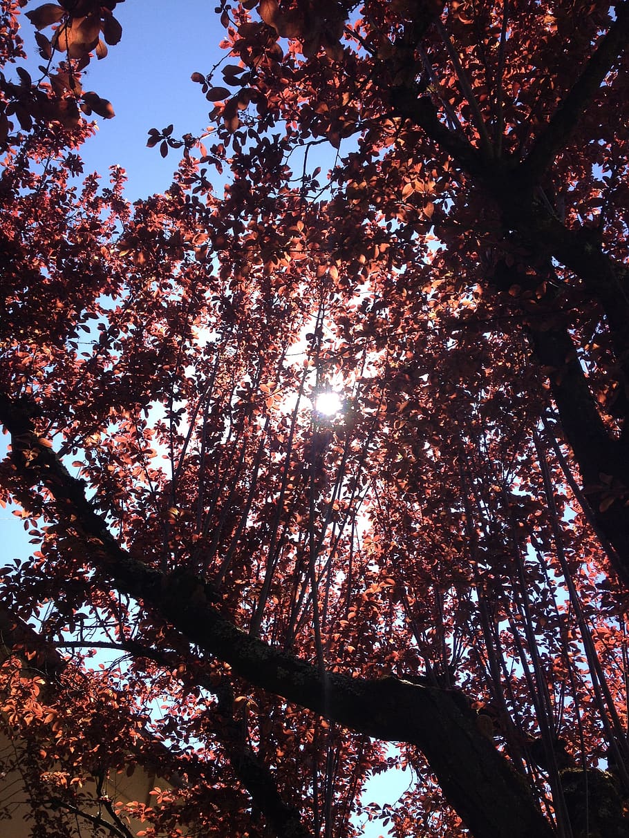 sole, albero, luce, raggi solari, foglia rossa, rosso, natura, Inquadratura dal basso, pianta, cielo, crescita, bellezza nella natura, nessuno, ramo, la tranquillità, giorno, luce del sole, all'aperto, sfondi, baldacchino di albero, scenics - natura, tronco, tronco d'albero, autunno, direttamente sotto, 2K