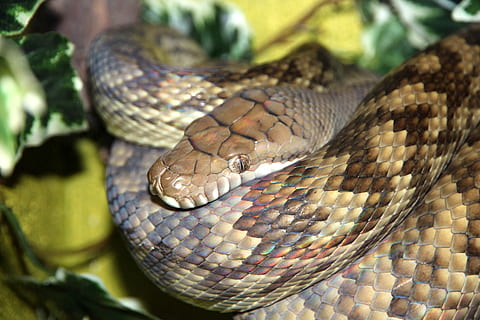pitó ametista, serp, python, morelia amethistina, rèptil, coses rampants, animal, escales, pla de krupnyj, terrari, serpentarium, temes d'animals, un animal, fauna animal, animals a la natura, vertebrats, part del cos dels animals, senyal d'advertència, escala d’animals, signe, primer pla, cap gent, naturalesa, arrissat, comunicació, verinós, cap d’animals, dia, zoo, ull d’animals, 2K, CC0, domini públic, lliure de regalies