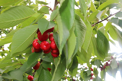 cirera, verd, full, part de la planta, menjar i beguda, menjar, vermell, fruita, alimentació saludable, planta, creixement, color verd, frescor, arbre, primer pla, naturalesa, benestar, fruites de baies, cap gent, dia, madur, penjant, 5K, CC0, domini públic, lliure de regalies
