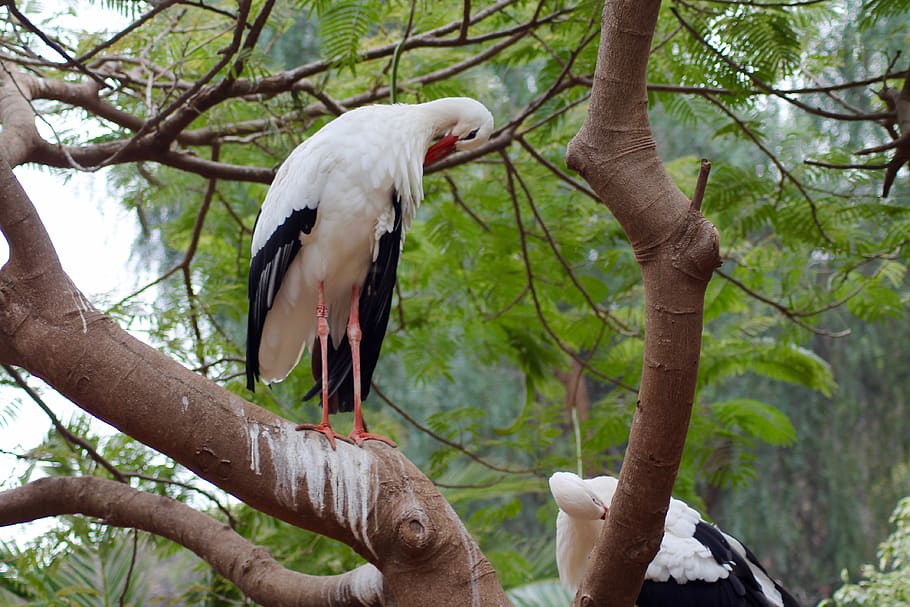 Zoo, fugl, træ, dyre temaer, dyr i naturen, hvirveldyr, dyreliv, dyr, afdeling, plante, perching, et dyr, fokus på forgrunden, dag, natur, ingen mennesker, udendørs, næb, lav vinkel visning, tæt på, fuld længde, 4K