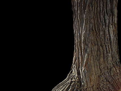 tree, nature, wood, texture, surface, pattern, rough, trunk, forest, natural, brown, material, tree trunk, copy space, no people, textured, plant, close-up, wood - material, bark, outdoors, studio shot, natural pattern, black background, tranquility, night, sky, 5K, CC0, public domain, royalty free